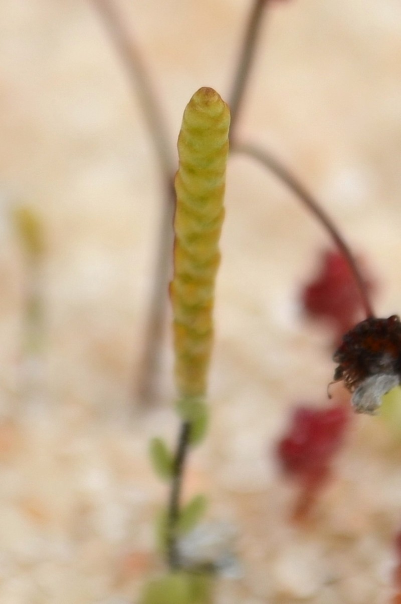 Gnephosis tridens photo 2