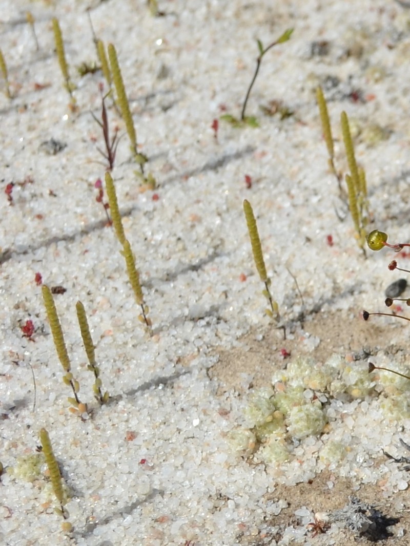Gnephosis tridens photo 3