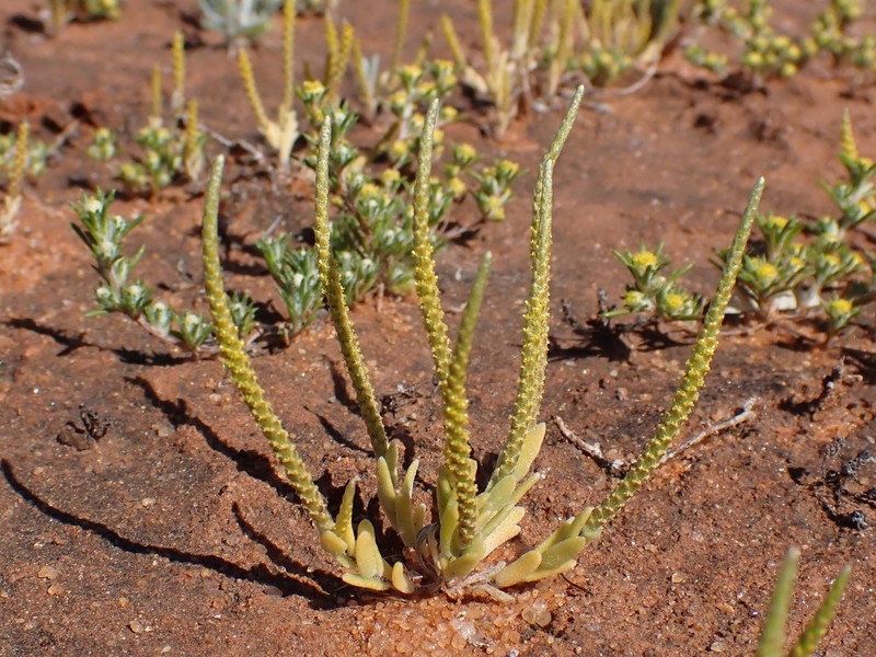 Gnephosis trifida