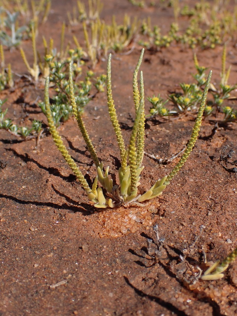 Gnephosis trifida photo 2