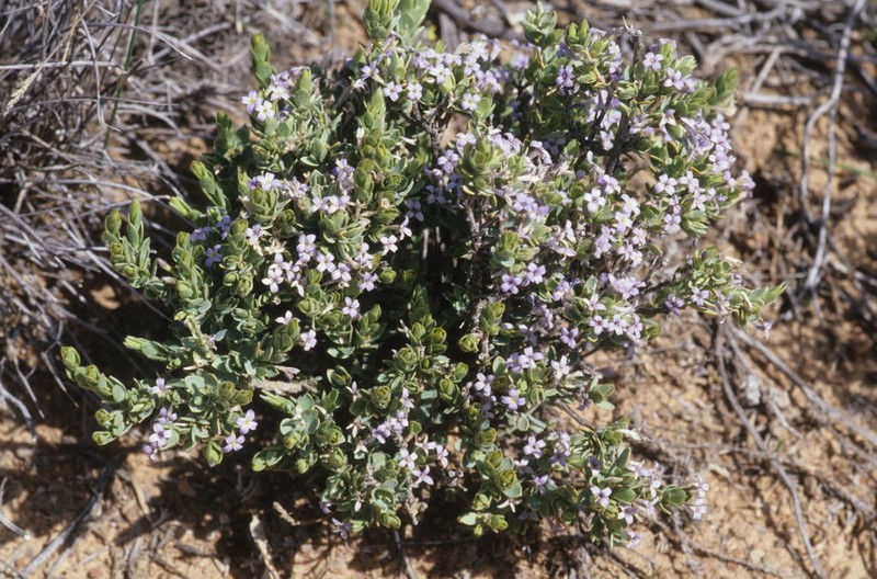 Gnidia cyanea