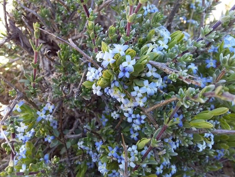 Gnidia cyanea photo 2