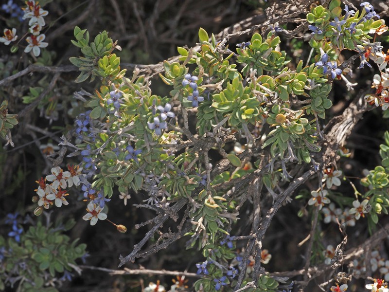 Gnidia cyanea photo 3