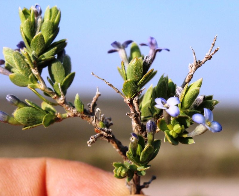 Gnidia cyanea photo 5