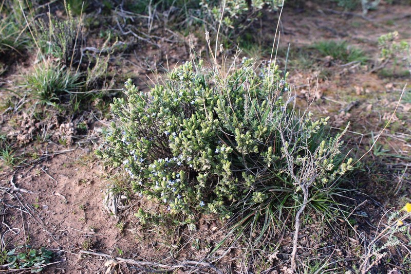 Gnidia cyanea photo 8