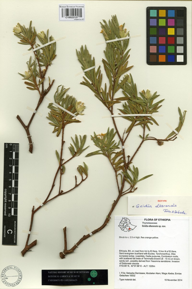 Gnidia elkerensis