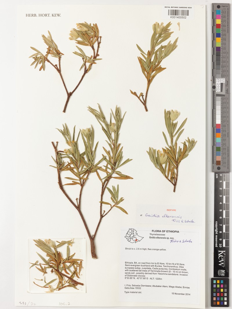 Gnidia elkerensis photo 2