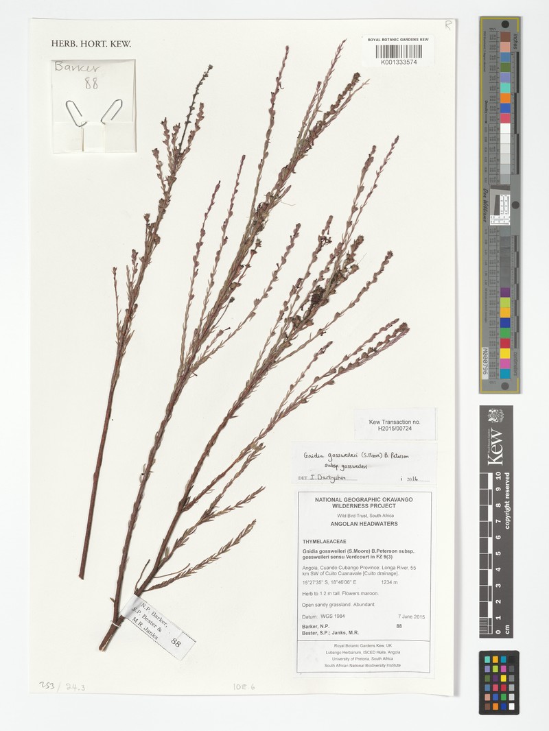 Gnidia gossweileri subsp. gossweileri