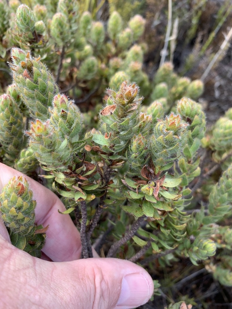 Gnidia ornata