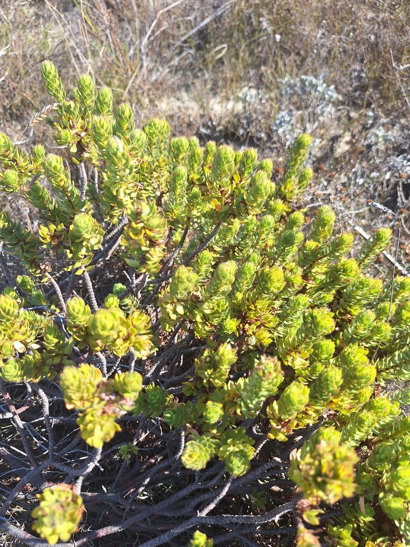 Gnidia ornata photo 2
