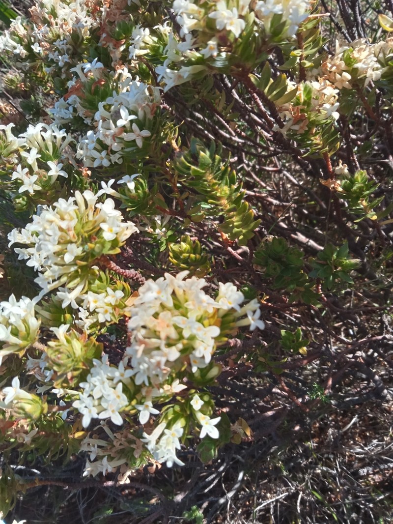 Gnidia ornata photo 3