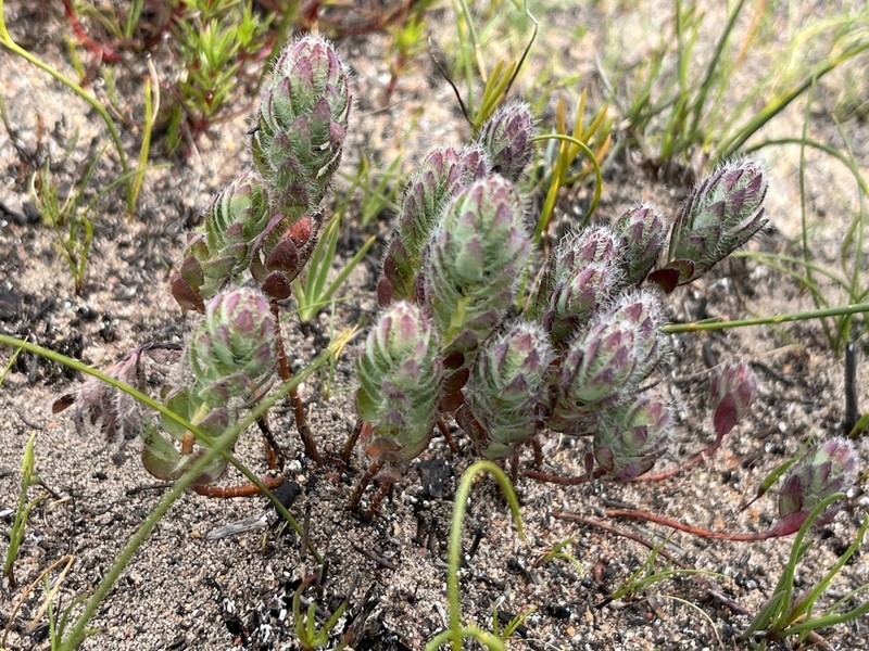 Gnidia ornata photo 4