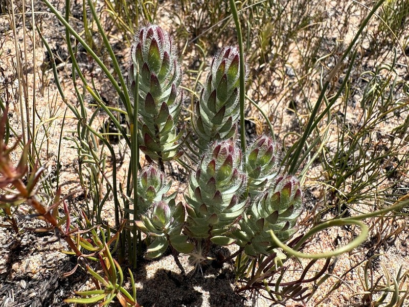 Gnidia ornata photo 5