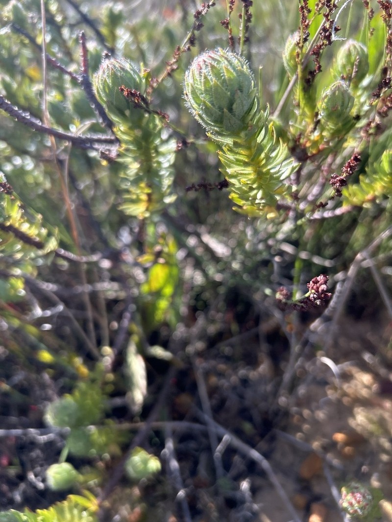 Gnidia ornata photo 6