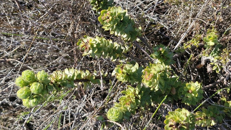 Gnidia ornata photo 8