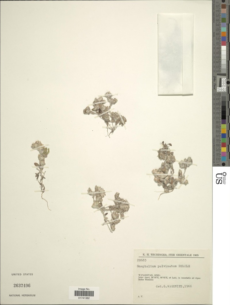 Gnomophalium pulvinatum
