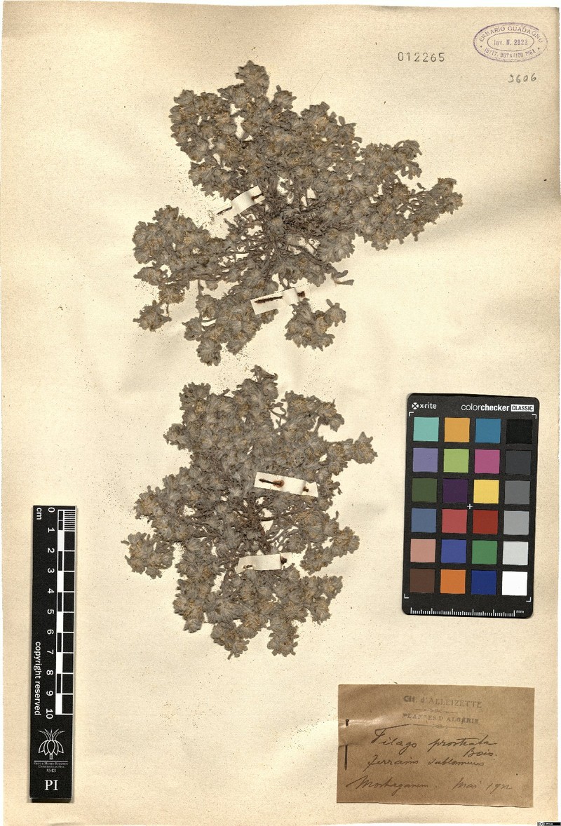 Gnomophalium pulvinatum photo 2