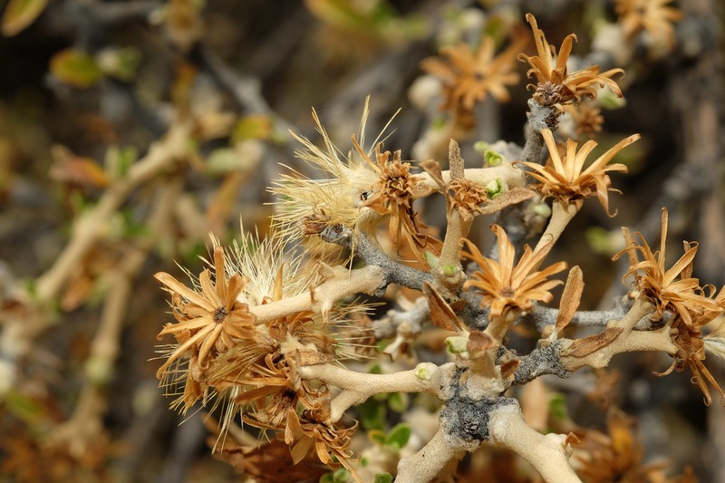Gochnatia arequipensis