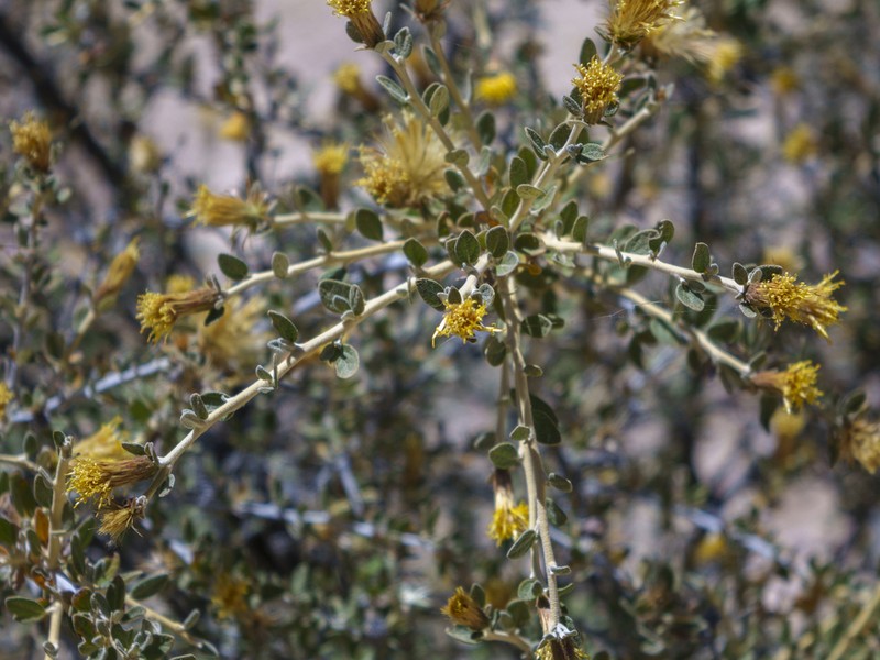 Gochnatia arequipensis photo 2
