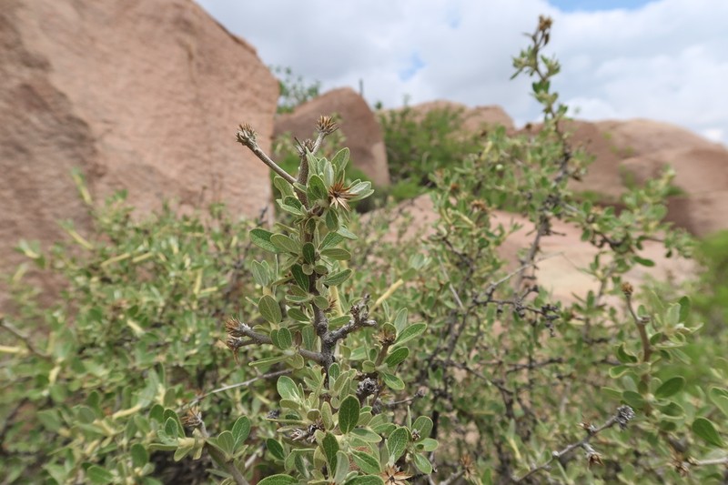 Gochnatia arequipensis photo 3