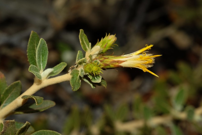 Gochnatia arequipensis photo 4