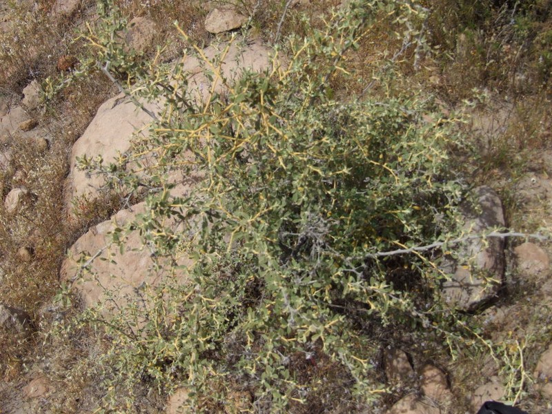 Gochnatia arequipensis photo 5