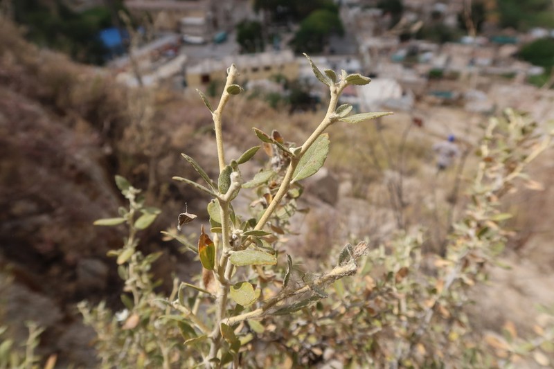 Gochnatia arequipensis photo 6