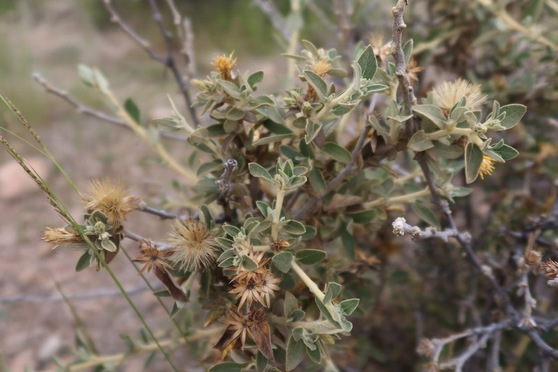 Gochnatia arequipensis photo 7