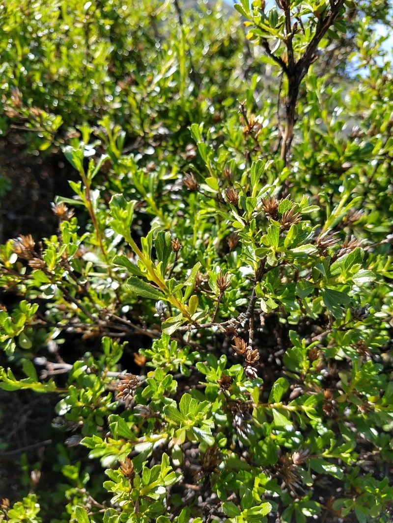 Gochnatia arequipensis photo 8