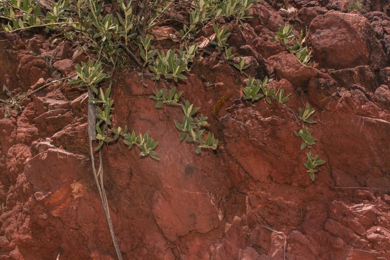 Gochnatia boliviana