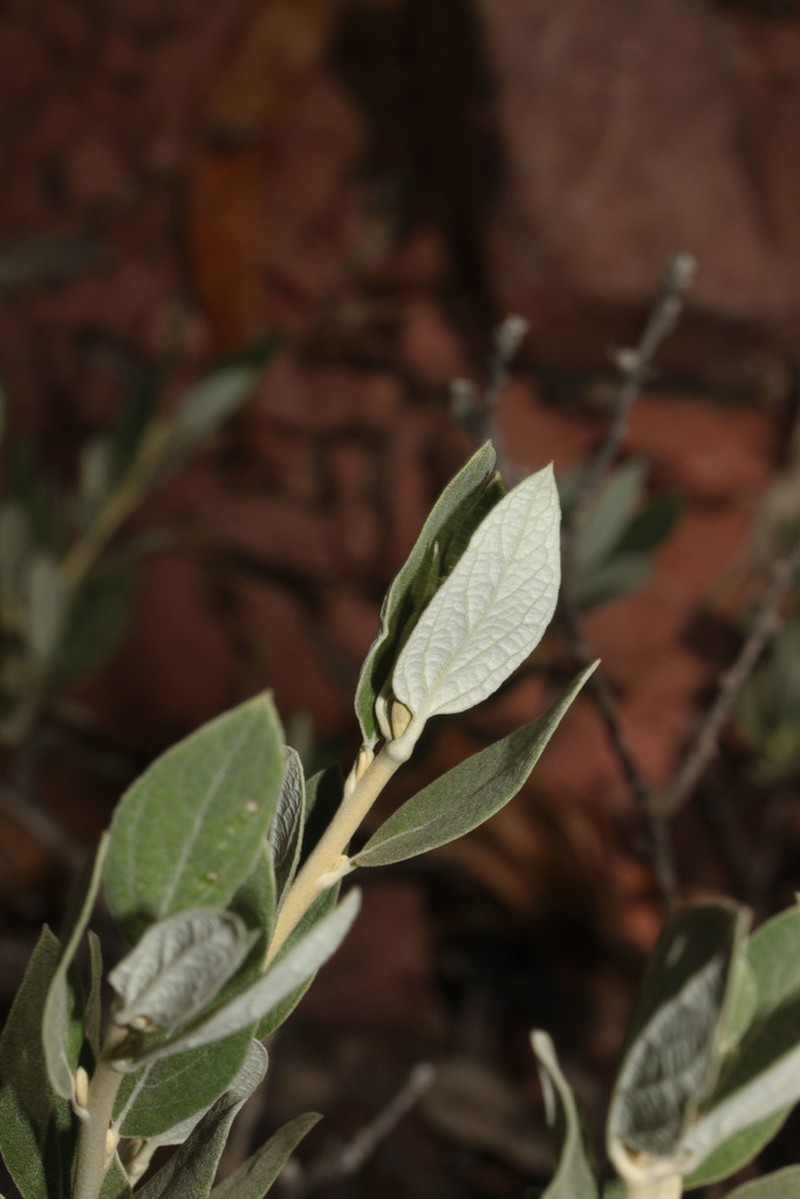 Gochnatia boliviana photo 2