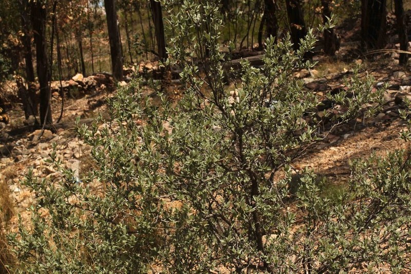 Gochnatia boliviana photo 3