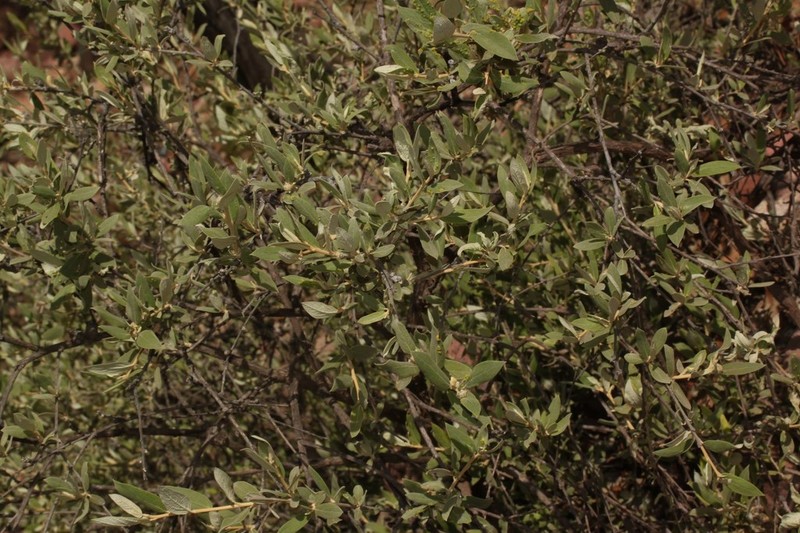 Gochnatia boliviana photo 4