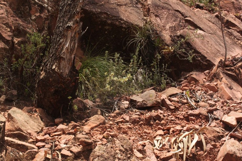 Gochnatia boliviana photo 5