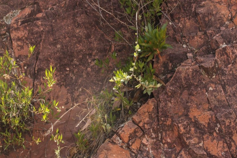 Gochnatia boliviana photo 7
