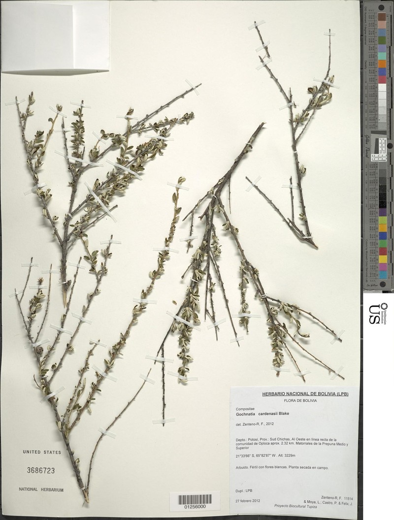 Gochnatia cardenasii