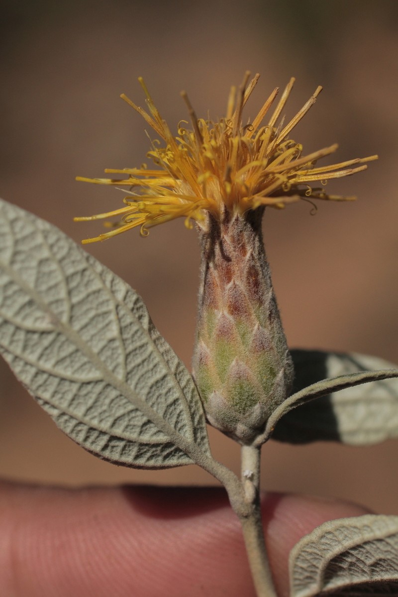 Gochnatia curviflora