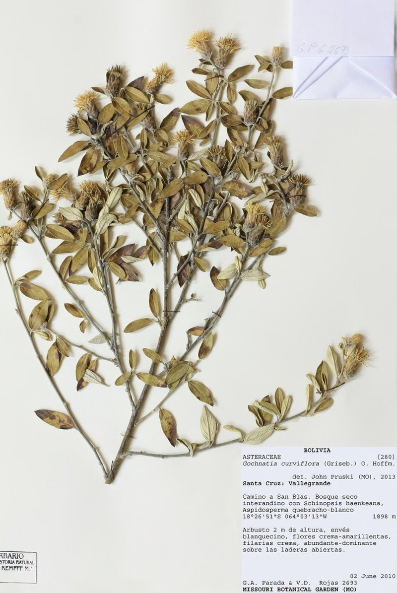 Gochnatia curviflora photo 2