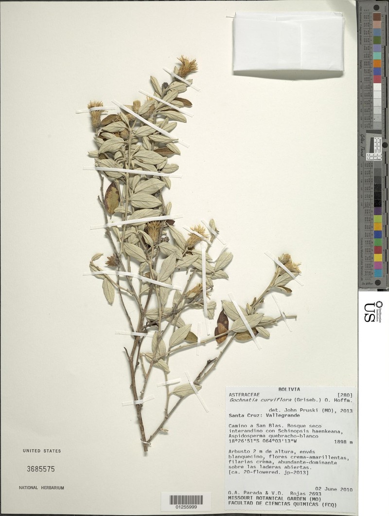 Gochnatia curviflora photo 3