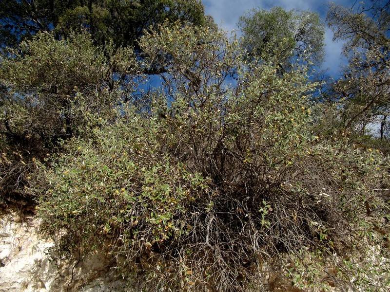Gochnatia curviflora photo 4