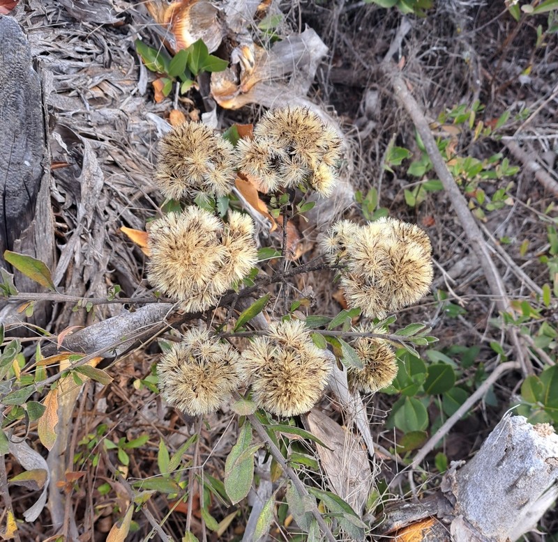 Gochnatia foliolosa