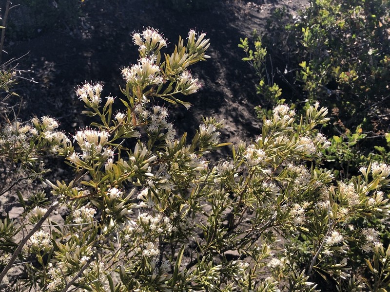 Gochnatia foliolosa photo 2