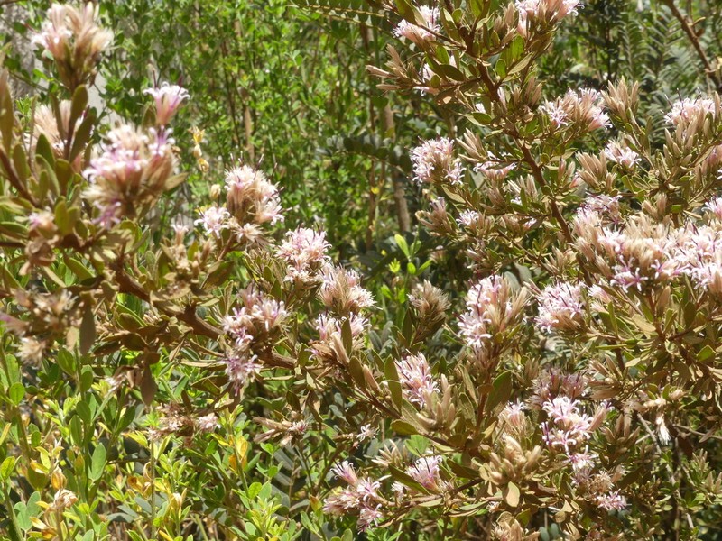 Gochnatia foliolosa photo 3