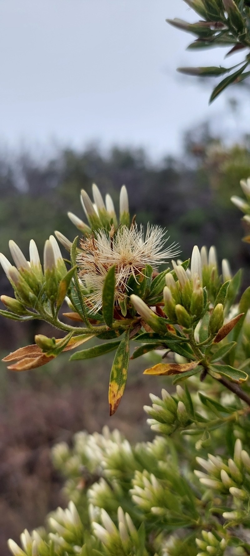Gochnatia foliolosa photo 4