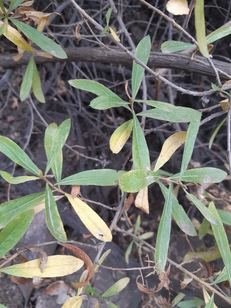 Gochnatia foliolosa photo 5