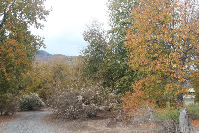 Gochnatia foliolosa photo 6
