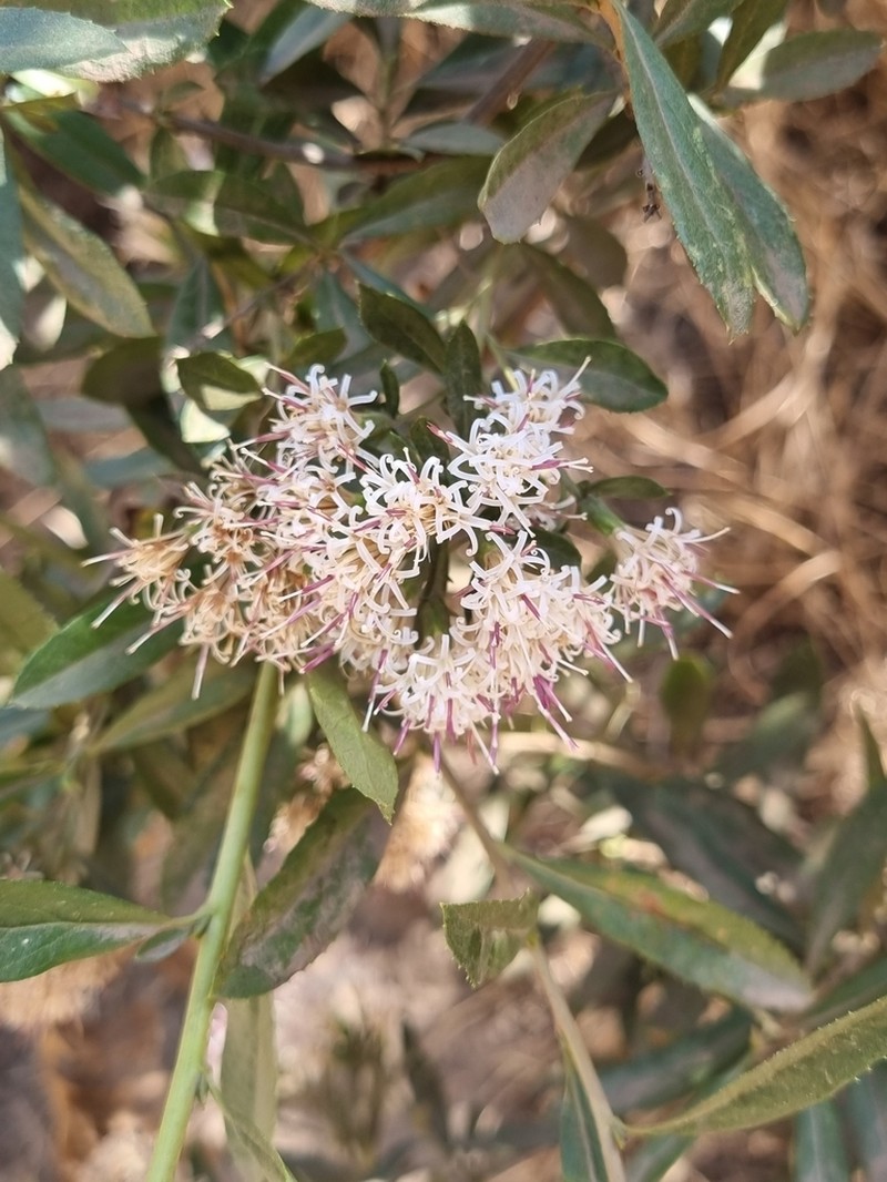 Gochnatia foliolosa photo 8