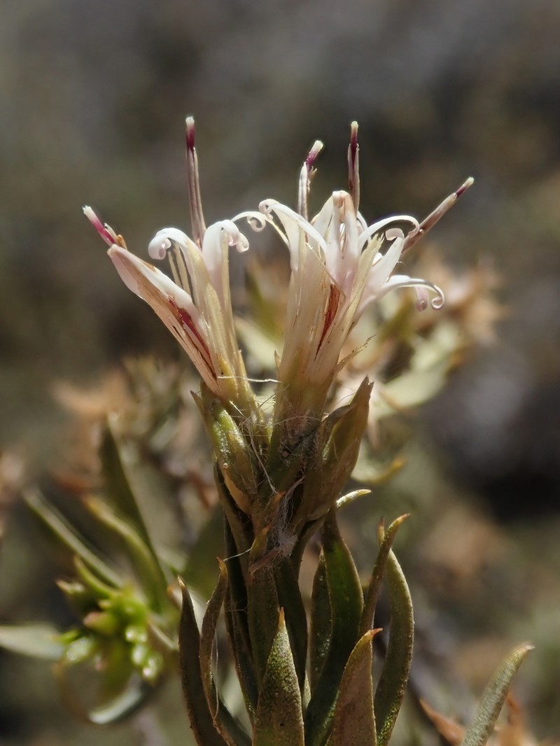 Gochnatia glutinosa