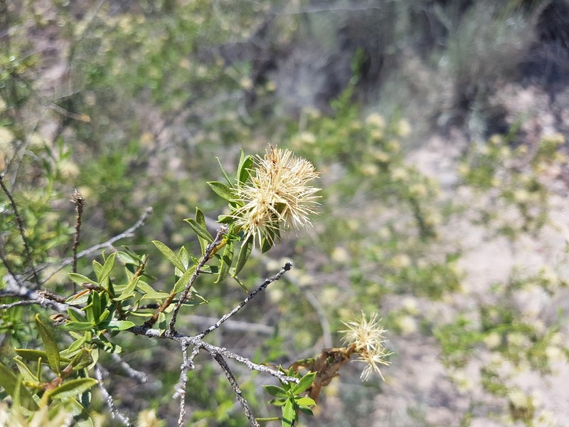 Gochnatia glutinosa photo 2