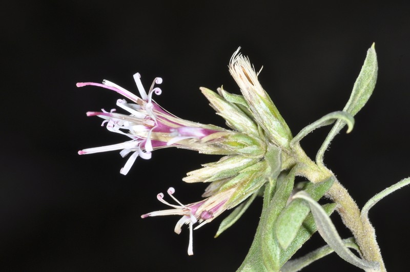 Gochnatia glutinosa photo 3